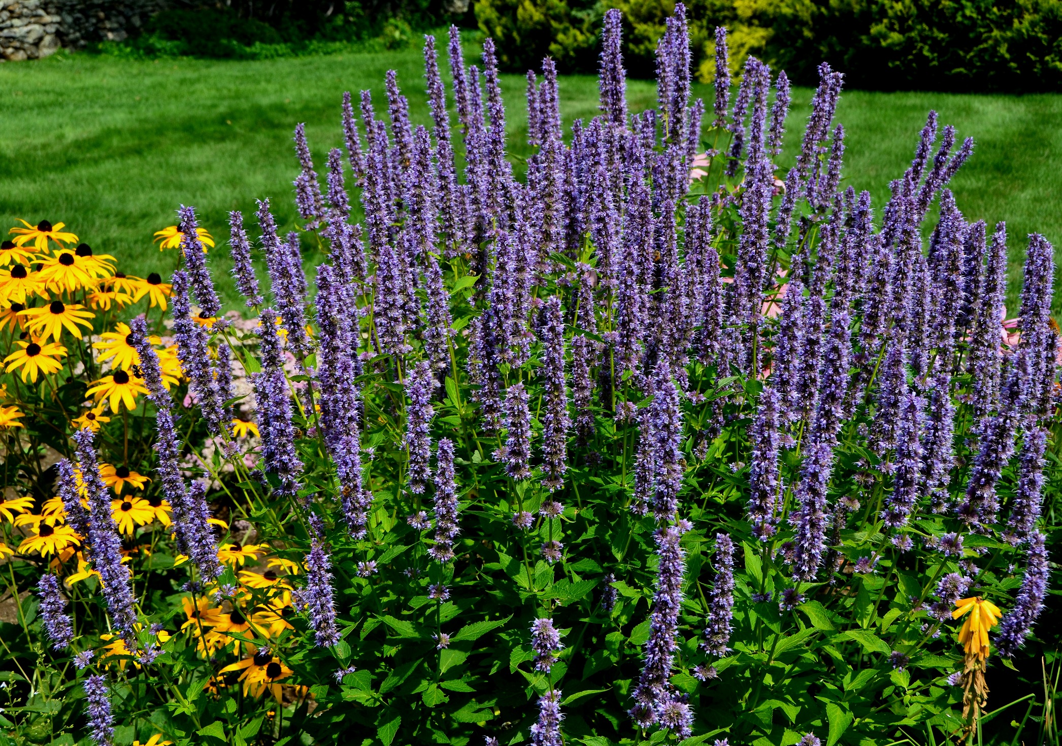 Agastache barberi 'Blue Fortune'